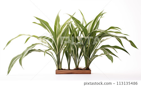 Dracaena, isolated, white background. 113135486