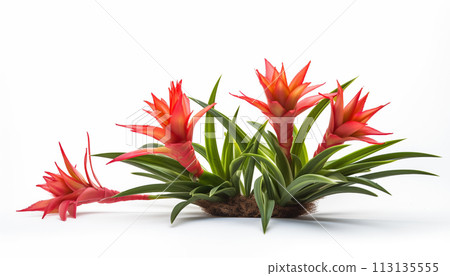 Vriesea Bromeliad 113135555