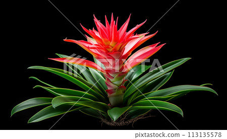 close-up of a Bromeliad plant showcasing close-up of a Bromeliad plant showcasing 113135578