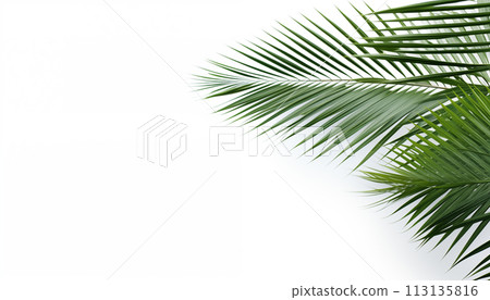 Palm branch white background Palm branch white background 113135816