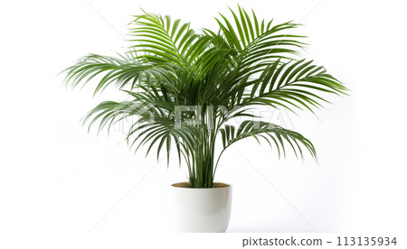 Kentia Palm with its graceful fronds creating Kentia Palm with its graceful fronds creating 113135934