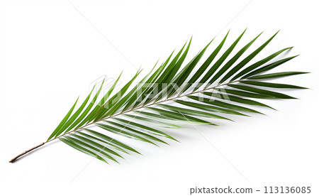 Palm branch white background Palm branch white background 113136085