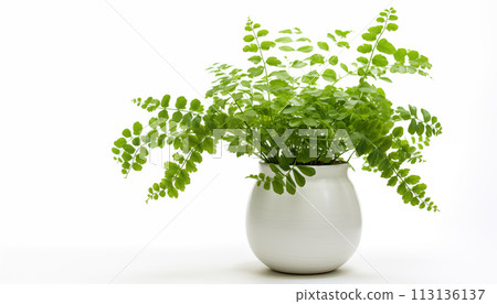 Maidenhair Fern, isolated, white background. 113136137