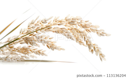 Macro photography of wheat plant twig on white background Macro photography of wheat plant twig on white background 113136204