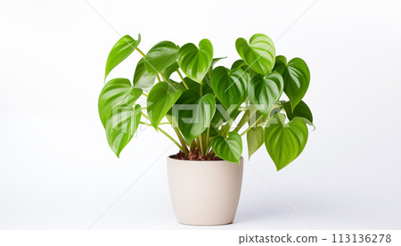 lush green Philodendron with heart-shaped leaves 113136278