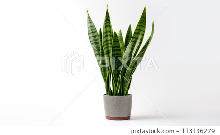 A Snake Plant Sansevieria known for its tall upright 113136279