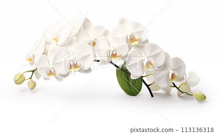 white Orchid 113136318