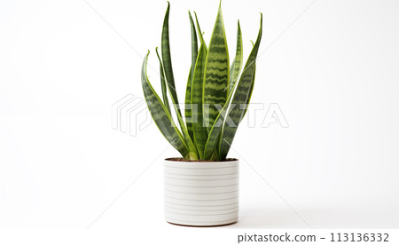 A Snake Plant Sansevieria known for its tall upright A Snake Plant Sansevieria known for its tall upright 113136332