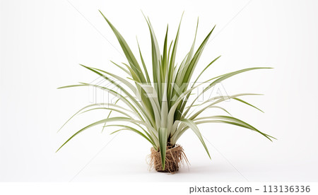 Yucca plant with its sharp sword-like leaves 113136336
