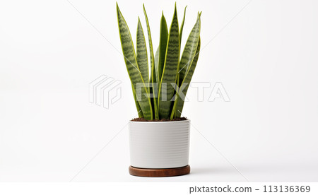 A Snake Plant Sansevieria known for its tall upright A Snake Plant Sansevieria known for its tall upright 113136369