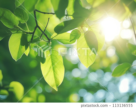 Rich green leaves of a tree gently swaying in the wind, bathed in warm sunlight Rich green leaves of a tree gently swaying in the wind, bathed in warm sunlight 113136555
