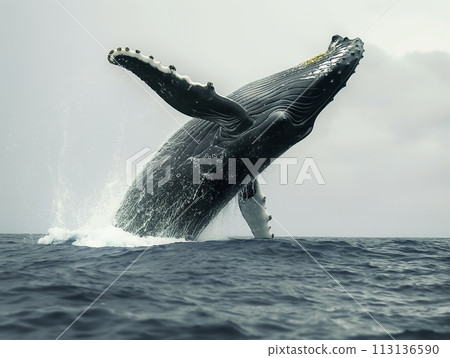 A Majestic Humpback Whale Breaching A Majestic Humpback Whale Breaching 113136590