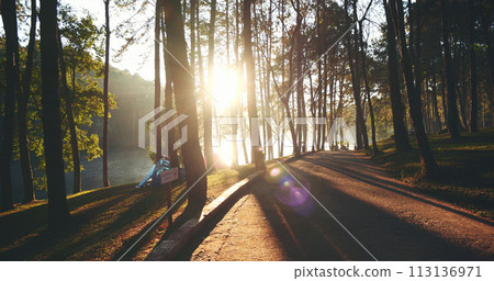 Nature forest green tree magic sunlight beam light in woodland. Beautiful rays of sunlight in tranquil green forest. Sumbeam through ray light outdoors park. Natural Blurred background summer time. Nature forest green tree magic sunlight beam light in woodland. Beautiful rays of sunlight in tranquil green forest. Sumbeam through ray light outdoors park. Natural Blurred background summer time. 113136971