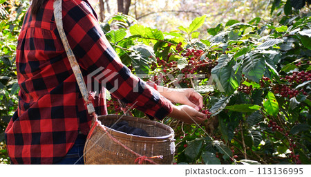 Coffee plant farm woman Hands harvest raw coffee beans. Ripe Red berries plant fresh seed coffee tree growth in green eco farm. Close up hands harvest red seed in basket robusta arabica plant farm. 113136995