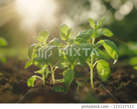 Green basil plants growing in timelapse, illuminated by a gentle lens flare Green basil plants growing in timelapse, illuminated by a gentle lens flare 113137113