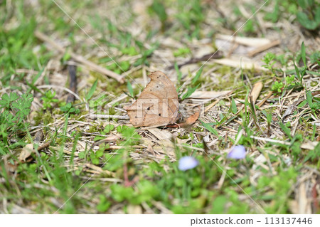 春季之夜布朗(Evening Brown) 春季之夜布朗(Evening Brown) 113137446