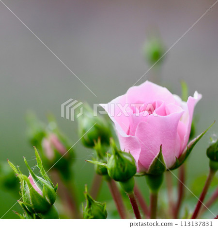 Soft pink rose Bonica with buds in the garden. Perfect for background of greeting cards Soft pink rose Bonica with buds in the garden. Perfect for background of greeting cards 113137831