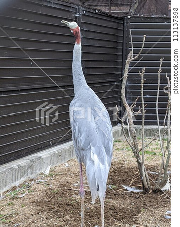 walking crane walking crane 113137898