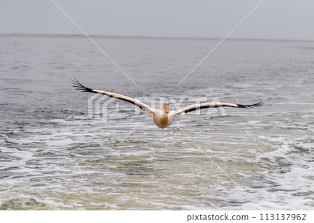 Pelican in Walvis Bay 113137962