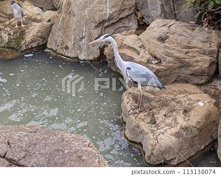 bird standing on the pond bird standing on the pond 113138074