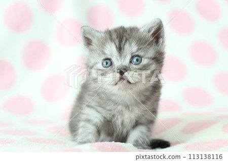 1 month old kitten 113138116