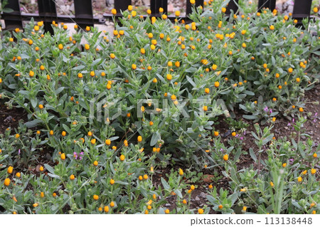 Orange marigold flowers blooming in a spring garden Orange marigold flowers blooming in a spring garden 113138448