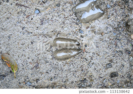Footprints of Japanese deer 113138642