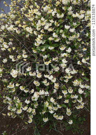 Sinking flower 113138874