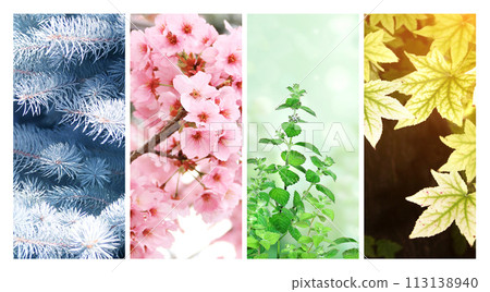 Four seasons of year. Set of vertical nature banners with winter, spring, summer and autumn scenes. Nature collage with seasonal scenics. Copy space for text Four seasons of year. Set of vertical nature banners with winter, spring, summer and autumn scenes. Nature collage with seasonal scenics. Copy space for text 113138940