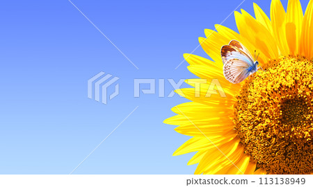 Butterfly on sunflower on sunny blue sky background. Horizontal agriculture summer banner with sunflower and butterfly. Organic food production. Oilseed crop. Copy space for text Butterfly on sunflower on sunny blue sky background. Horizontal agriculture summer banner with sunflower and butterfly. Organic food production. Oilseed crop. Copy space for text 113138949