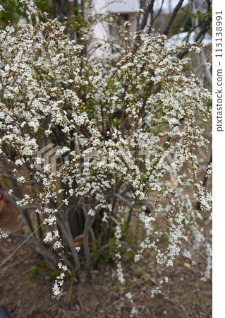 繡線 繡線 113138991
