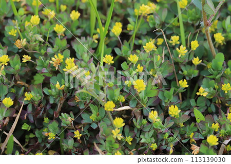 Small yellow flowers of the clover blooming in a field in early spring 113139030