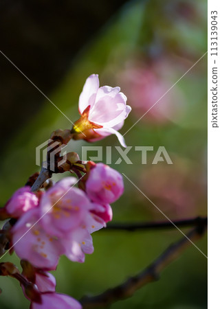 Sakura Kawazu Sakura 妝前花開 Sakura Kawazu Sakura 妝前花開 113139043