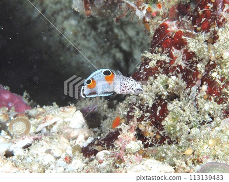 Clown coris juvenile Clown coris juvenile 113139483
