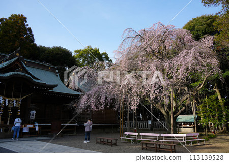 紅色垂枝櫻花吉田神社 113139528
