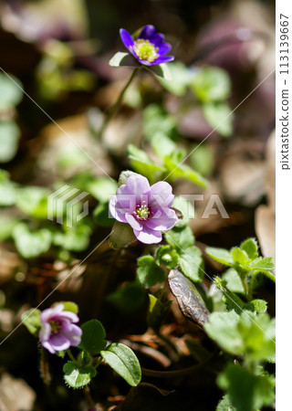 Yukiwarikusa light pink 113139667