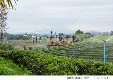 landscape view of choui fong tea plantation with blue sky at Chiangrai province, Northern of Thailand landscape view of choui fong tea plantation with blue sky at Chiangrai province, Northern of Thailand 113139712