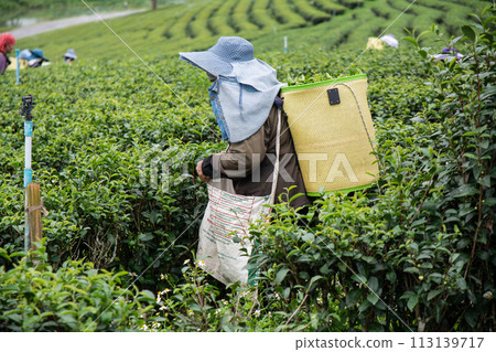 Worker picking tea leaves in  Choui Fong tea plantation, at  Chiangrai province, Northern of Thailandce, Northern of Thailand 113139717