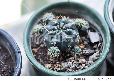 Gymnocalycium damsii v tucavocense, gymnocalycium damsii ssp or cactus 113139762