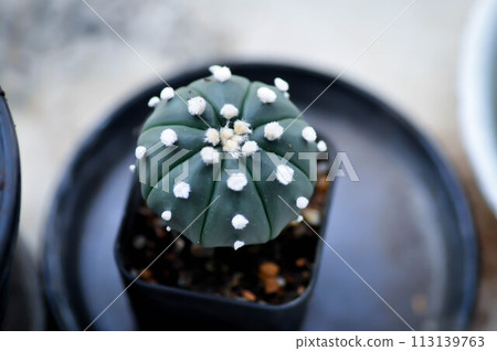 cactus in the flower pot or Astrophytum cactus in the flower pot or Astrophytum 113139763