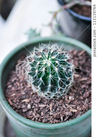 Echinopsis calochlora, Goloden Echinopsis calochlora or cactus Echinopsis calochlora, Goloden Echinopsis calochlora or cactus 113139764