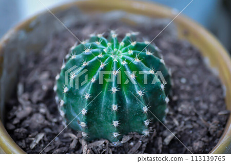 Echinopsis oxygona, Echinopsis Rainbow Bursts or Echinobivia Hybrid Rainbow Bursts or Echinopsis calochlora, Goloden Echinopsis calochlora Echinopsis oxygona, Echinopsis Rainbow Bursts or Echinobivia Hybrid Rainbow Bursts or Echinopsis calochlora, Goloden Echinopsis calochlora 113139765