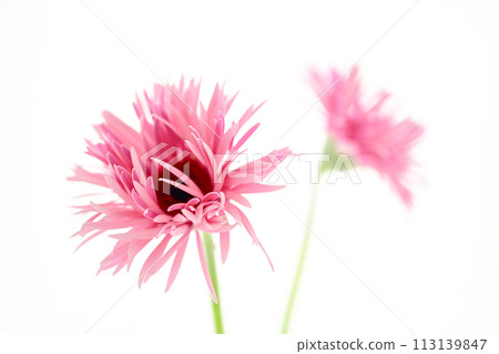 bright pink gerbera 113139847