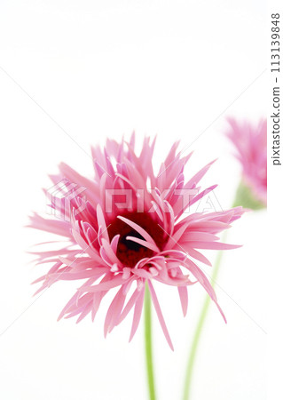 bright pink gerbera 113139848