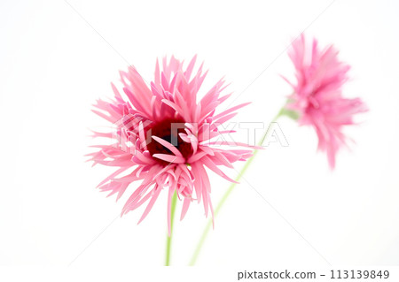 bright pink gerbera 113139849