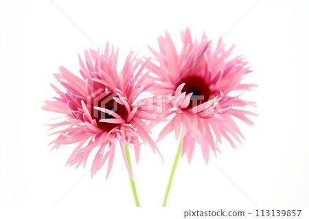 bright pink gerbera bright pink gerbera 113139857