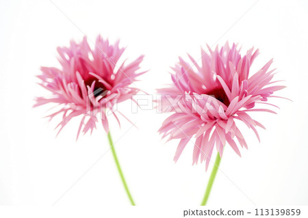 亮粉色非洲菊 113139859