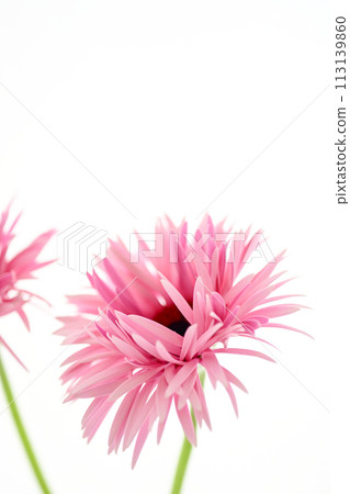 bright pink gerbera 113139860