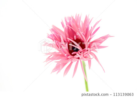 bright pink gerbera 113139863