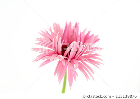 亮粉色非洲菊 亮粉色非洲菊 113139870